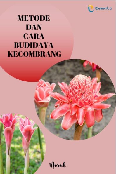 Metode dan Cara Budidaya Kecombrang